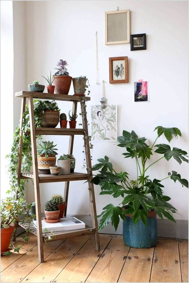 Ladder used as a plant stand.