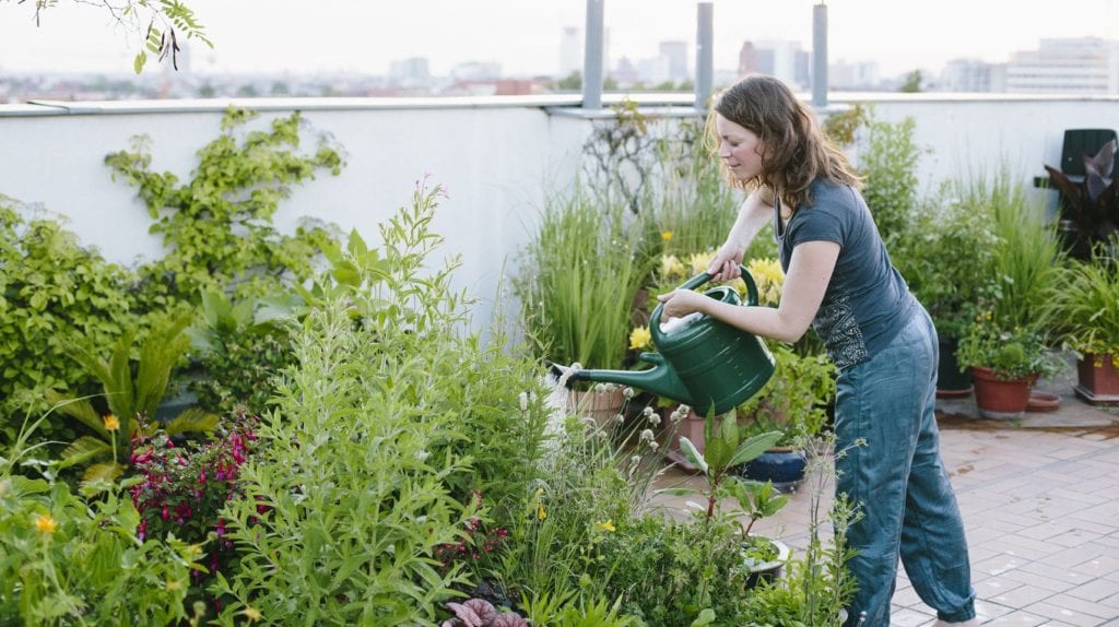 urban gardening: woman pours plants on roof garden, skyline in background