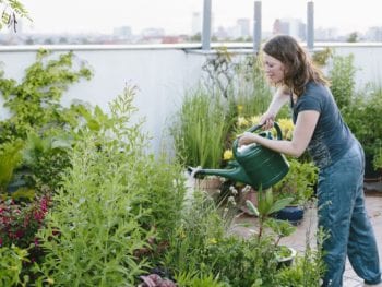 urban gardening: woman pours plants on roof garden, skyline in background