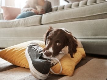 Shot of an adorable dog playing with his owner's shoe