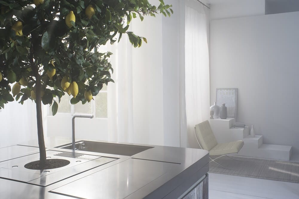 Lemon tree in kitchen island