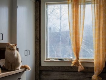 Rustic design kitchen with a cat on the counter.